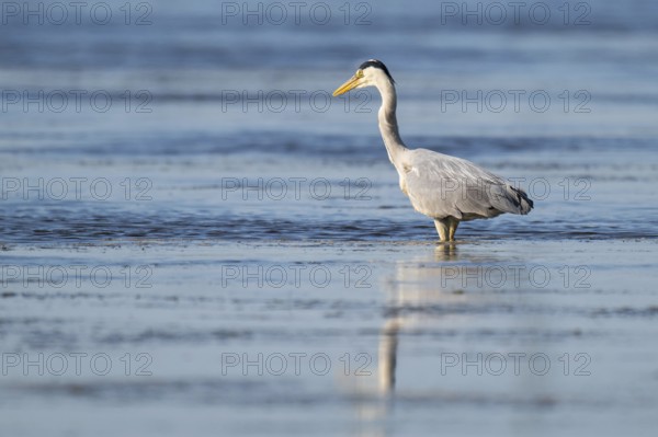 Grey heron (Ardea cinerea) on the hunt, animal portrait, Bagges Dæmning, Ringkøbing Fjord, Denmark, Europe