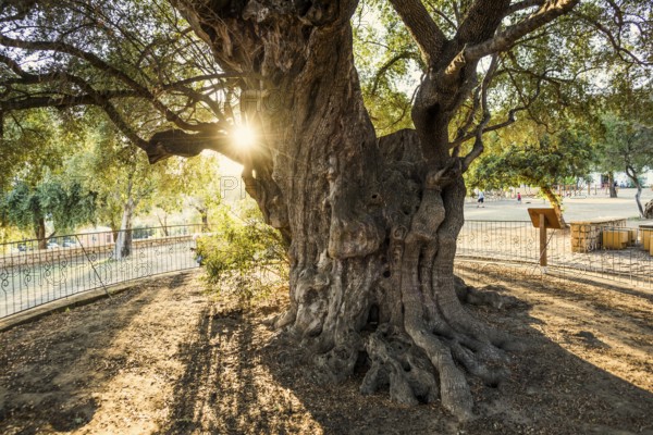 Ancient 1000-year-old olive tree, Santa Maria Navarrese, Gulf of Orosei National Park, Baunei, Nuoro, Sardinia, Italy, Europe