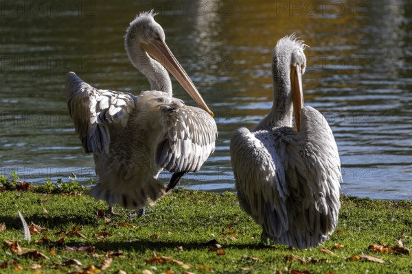Pelicans (Pelecanidae, Pelecanus), preening, in a meadow, captive, Germany, Europe