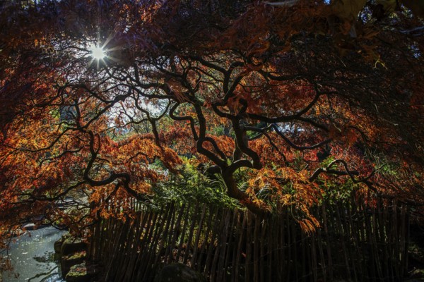 Fan maple (Acer palmatum), picket fence, autumn colours, backlight, Japanese Garden, Zoological City Garden, Karlsruhe, Baden-Württemberg, Germany, Europe