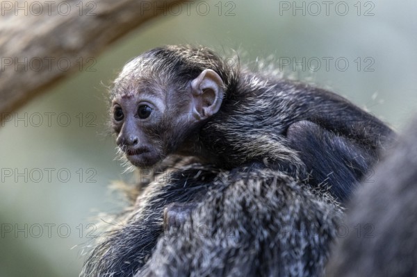 Monk monkey (Pithecia monachus), juvenile sitting on mother, captive, Baden-Württemberg, Germany, Europe