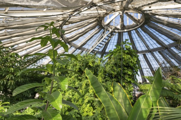 View of lush tropical vegetation up to a decorative domed glass roof structure, historic greenhouse, Palm House, Botanical Garden or Botanisk Have, University, Copenhagen, Denmark, Europe