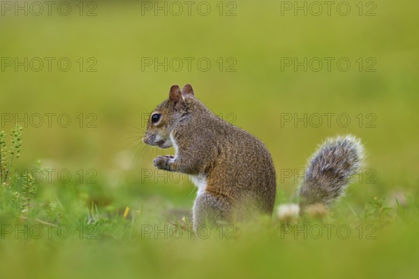 Grey Squirrel (Sciurus carolinensis), on meadow, springtime, Florida, USA, North America