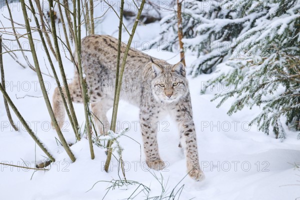 Eurasian lynx (Lynx lynx) walking in a snowy forest in winter, Bavaria, Germany, Europe