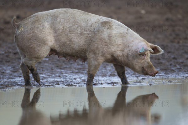 Domestic pig (Sus scrofa domesticus) adult farm animal standing by a puddle in a muddy field, England, United Kingdom, Europe