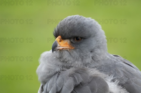 Pale chanting goshawk (Melierax canorus) adult bird of prey head portrait, England, United Kingdom - Captive