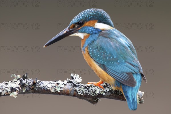 Common kingfisher (Alcedo atthis) adult male bird on a tree branch, England, United Kingdom, Europe
