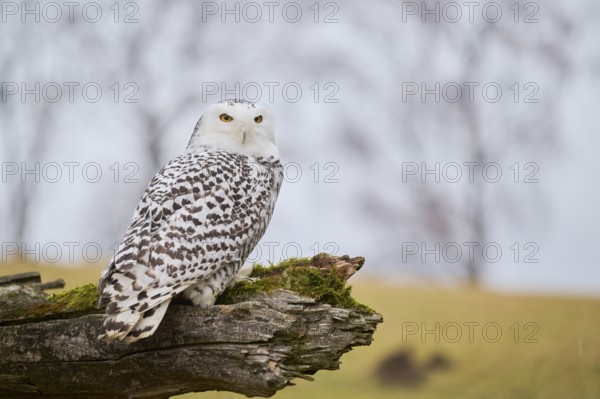 Snowy owl on branch (Bubo scandiacus) captive, Czech Republic, Europe