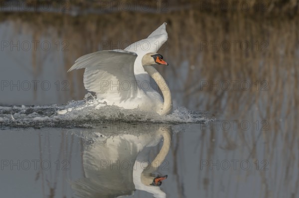 A swan swims in a lake and has spread its wings. The water is calm and the sky is clear. Lower Rhine, Alsace, France, Europe