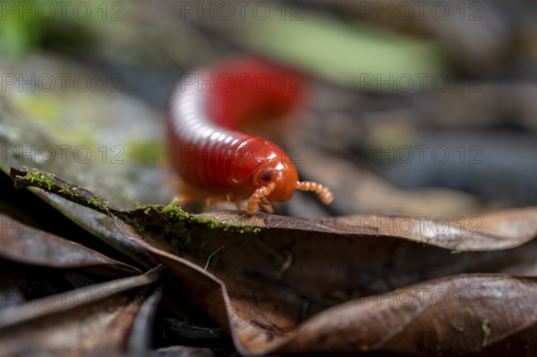 Genome millipede (Trigoniulus corallinus), red millipede on the forest floor, Refugio Nacional de Vida Silvestre Mixto Bosque Alegre, Alajuela province, Costa Rica, Central America