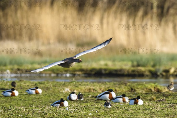 Greylag Goose, Anser anser, bird in flight over winter marshes