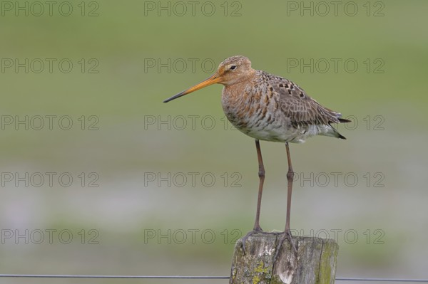 Black-tailed godwit (Limosa limosa) standing on a post, Ochsenmoor, Lake Dümmer, Hüde, Lower Saxony, Germany, Europe