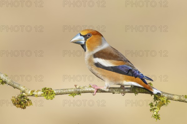 Hawfinch (Coccothraustes coccothraustes), male, with blue decorative feathers and grey-blue beak, sitting on a branch overgrown with moss, wildlife, plumage, animals, finches, birds, Siegerland, North Rhine-Westphalia, Germany, Europe