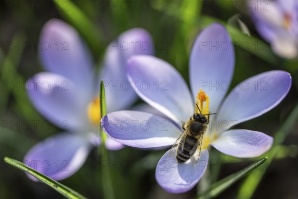 Elfin crocus (Crocus tommasinianus) with honey bee (Apis mellifera), Emsland, Lower Saxony, Germany, Europe