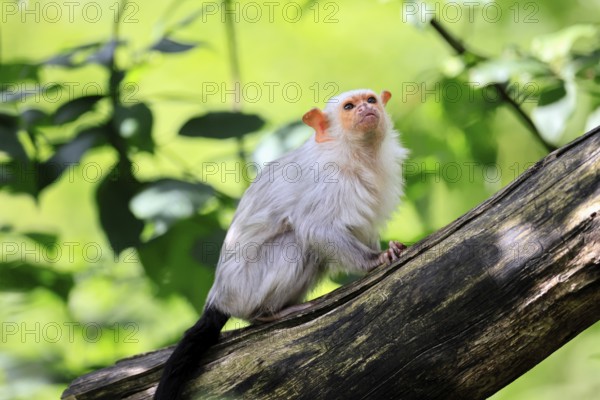 Silver marmoset (Mico argentatus, Syn.: Callithrix argentata), silver marmoset, adult, tree trunk, sitting, alert, South America