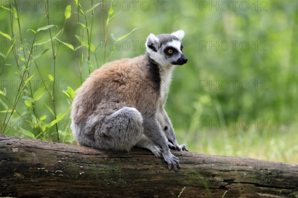 Catta (Lemur catta) adult, sitting on tree, Magaskar