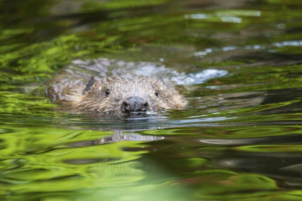 Eurasian beaver (Castor fiber) swimming on a lake, Bavaria, Germany, Europe