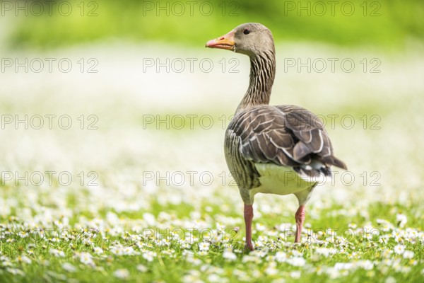 Greylag goose (Anser anser) on a field, Franconia, Bavaria, Germany, Europe