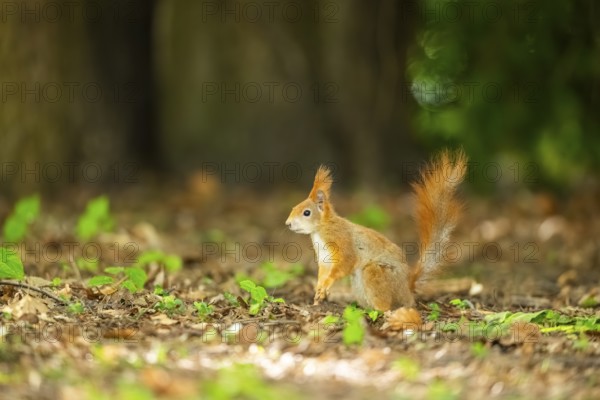 Red squirrel (Sciurus vulgaris) in a forest, Bavaria, Gernany