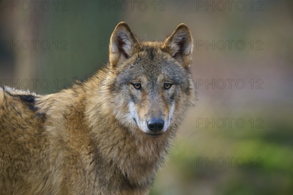 Wolf (Canis lupus) portrait with lateral view, attentive, Germany, Europe