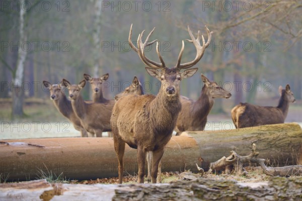 Red deer (Cervus elaphus), group of hinds and stag in the forest, surrounded by tree trunks, Germany, Europe