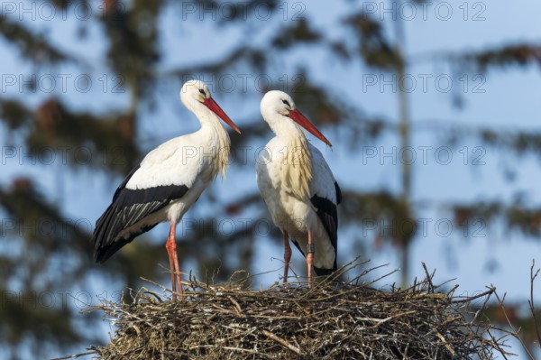 Two storks standing on a nest and looking in the same direction, White stork (Ciconia ciconia), wildlife, Germany, Europe
