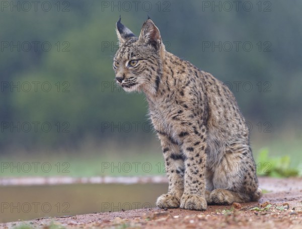 Young lynx (Lynx pardinus) at the watering hole, Castilla-La Mancha, Spain, Europe