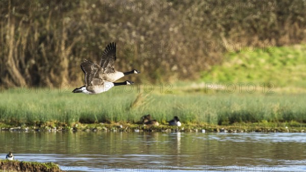 Canada Goose, Branta canadensis birds in flight over winter Marshes, Devon, England, United Kingdom, Europe
