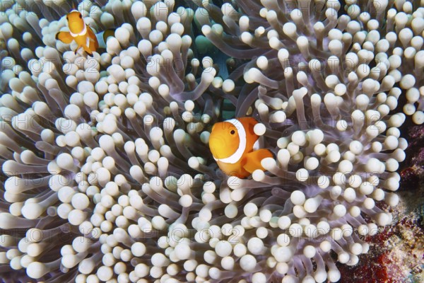 A pair of Ocellaris Clownfish (Amphiprion ocellaris), Nemo, swimming in a beautiful sea anemone, dive site Coral Garden, Menjangan, Bali, Indonesia, Asia