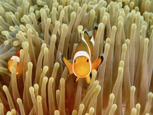 Two Ocellaris Clownfish (Amphiprion ocellaris), Nemo, swimming through a dense sea anemone, dive site Twin Reef, Penyapangan, Bali, Indonesia, Asia