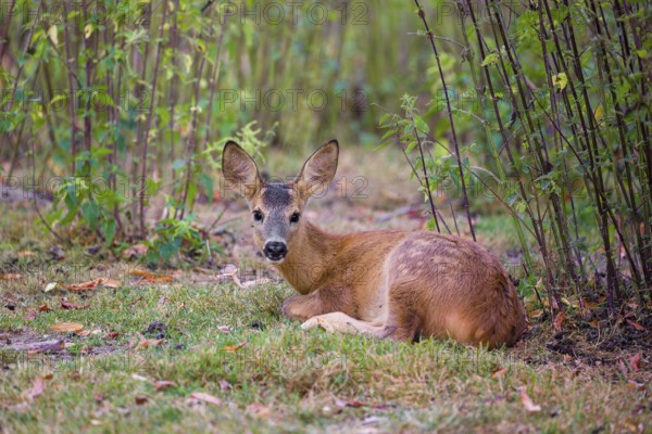 A roe deer fawn (Capreolus capreolus) rests in nettle thicket