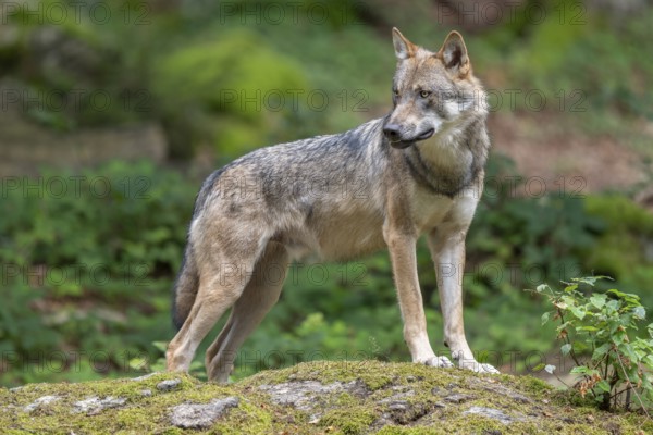 Wolf (Canis lupus) standing on a moss-covered rock and looking attentively, captive, Bavarian Forest National Park, Bavaria, Germany, Europe