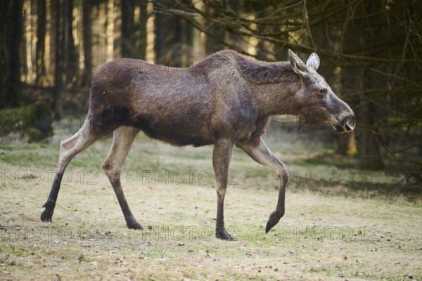 Elk (Alces alces) standing on a meadow on the edge of a forest, Bavaria, Germany, Europe