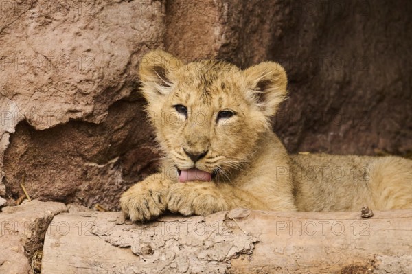 Asiatic lion (Panthera leo persica) cub lying on the ground, captive