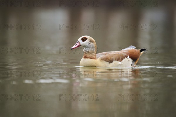 Egyptian goose (Alopochen aegyptiaca) swimming in the water, Bavaria, Germany, Europe