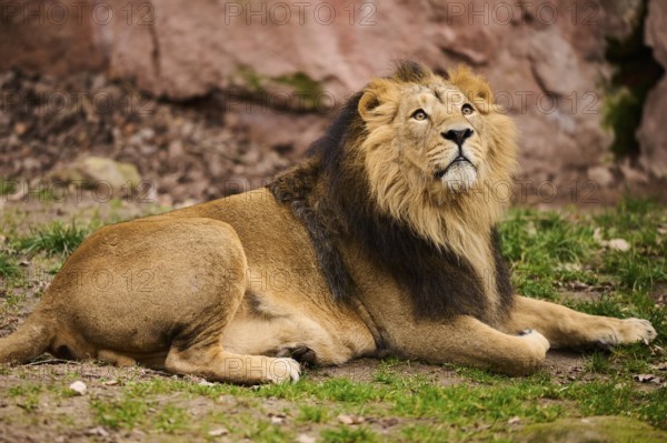 Asiatic lion (Panthera leo persica) male lying on the ground, Germany, Europe