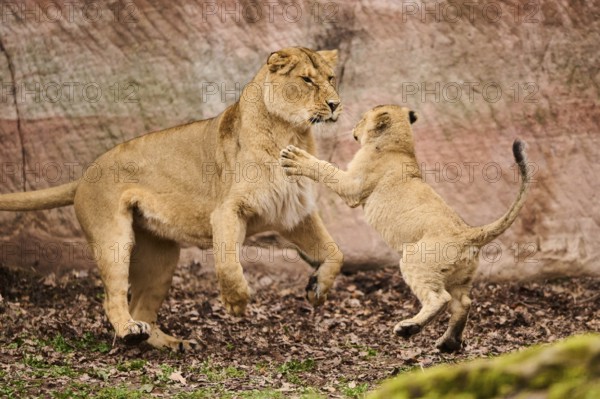 Asiatic lion (Panthera leo persica) mother playing with her cub, captive