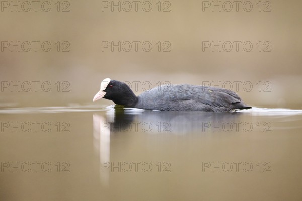 Eurasian coot (Fulica atra) swimming in a lake, Bavaria, Germany, Europe