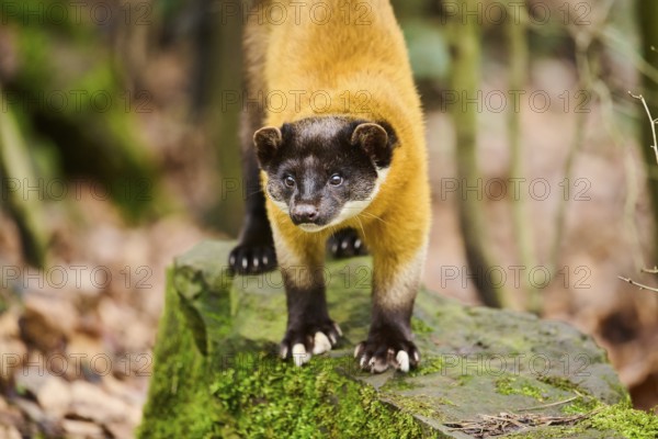Yellow-throated marten (Martes flavigula)on a rock, Germany, Europe