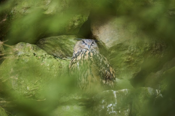 Eurasian Eagle-Owl (Bubo bubo) in a stone wall in a forest, Bavaria, Germany, Europe