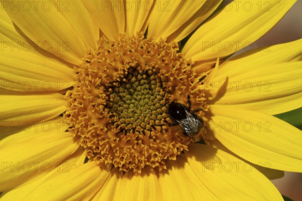 Red-tailed bumblebee (Bombus lapidarius) adult bee feeding on a Sunflower flower in an urban garden in summer, England, United Kingdom, Europe