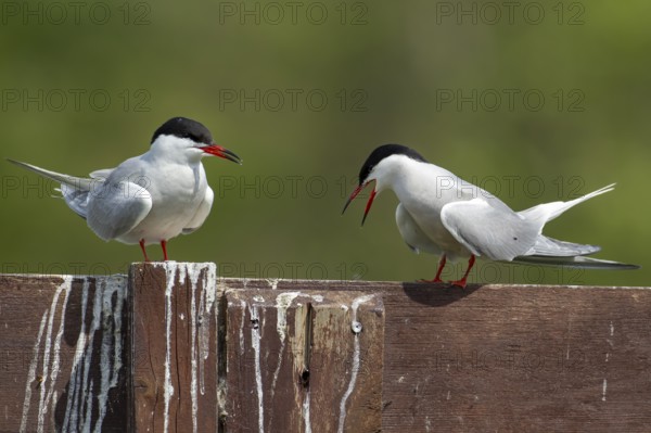 Common tern (Sterna hirundo) two adult birds during their courtship love display in the summer, England, United Kingdom, Europe