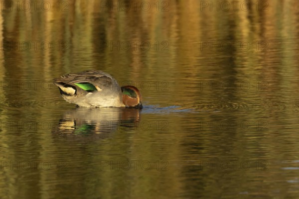 Common teal duck (Anas crecca) adult male bird feeding in a lake, England, United Kingdom, Europe