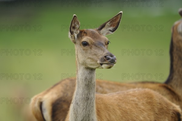 A deer stands at attention, in the background are green and brown colours, red deer (Cervus elaphus), Bavaria