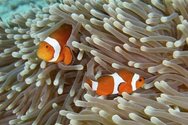 Two Ocellaris Clownfish (Amphiprion ocellaris), Nemo, resting in the protective arms of a sea anemone on the seabed, dive site Coral Garden, Menjangan, Bali, Indonesia, Asia