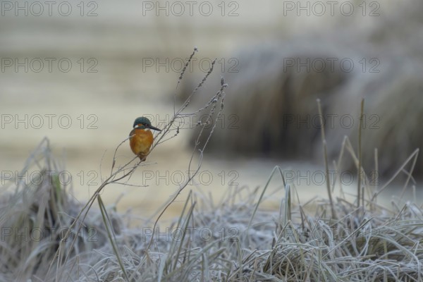 Kingfisher (Alcedo atthis), sits, frosty, ice, winter, Lower Austria