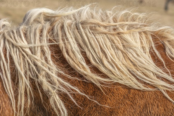 A horse with long, white hair on its head. The hair is twisted and messy, giving the horse a wild and untamed appearance. The horse is standing in a field, surrounded by grass and dirt. Bas rhin, Alsace, France, Europe