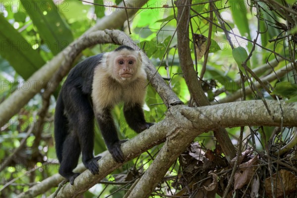 White-shouldered capuchin monkey (Cebus capucinus) Costa Rica