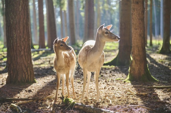 European fallow deer (Dama dama) doe mother with her youngsters in a forest, Bavaria, Germany, Europe