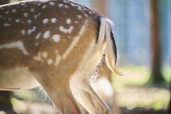 European fallow deer (Dama dama) tail, back, detail, in a forest, Bavaria, Germany, Europe